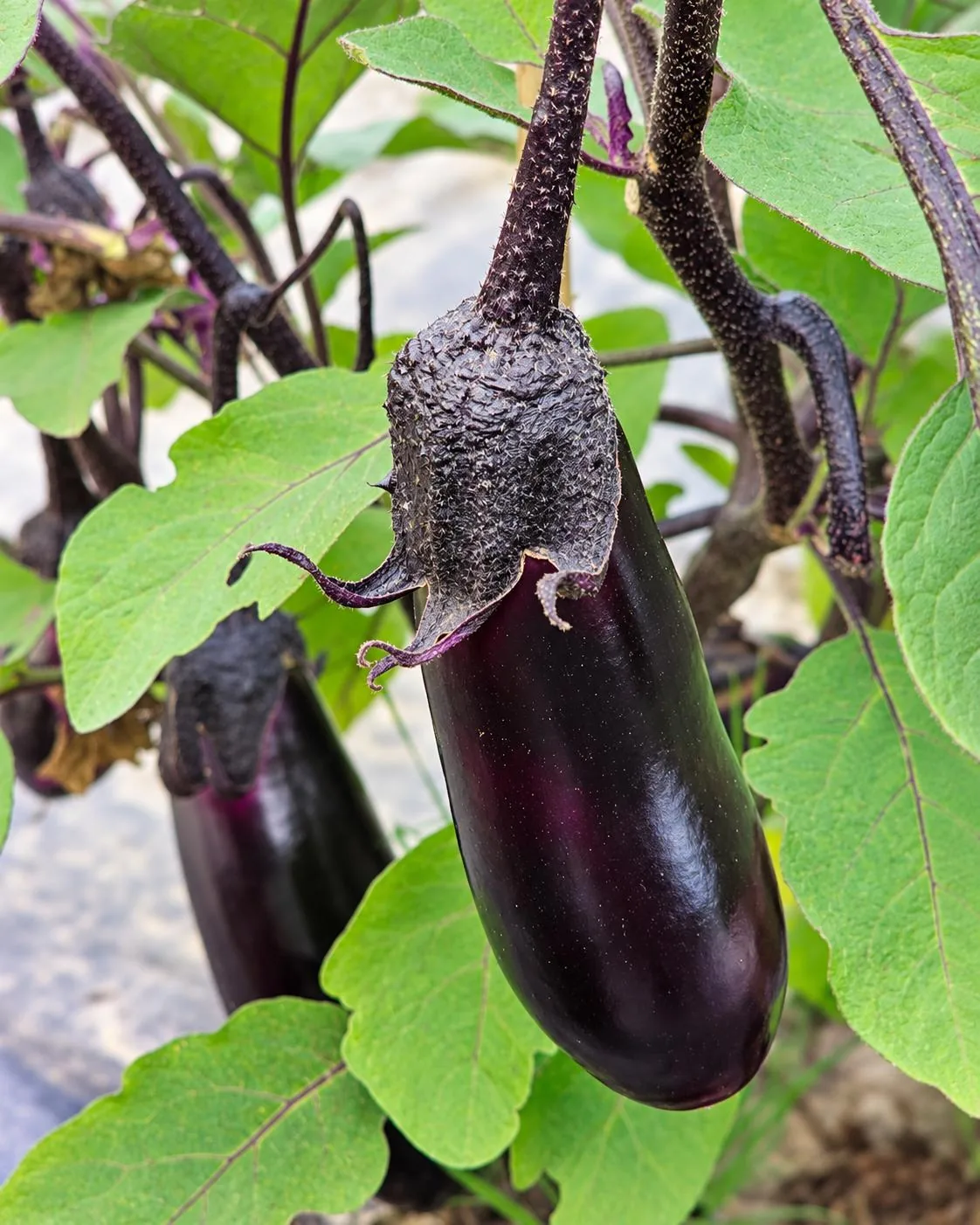 Glossy purple eggplants growing among green leaves.