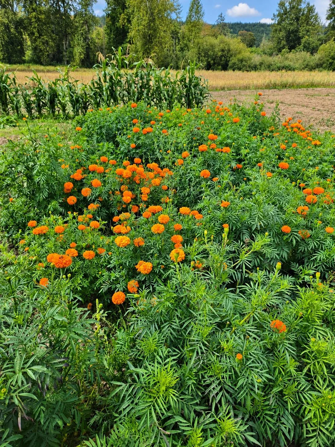 Orange marigolds flowering in a garden plot beside rows of crops.