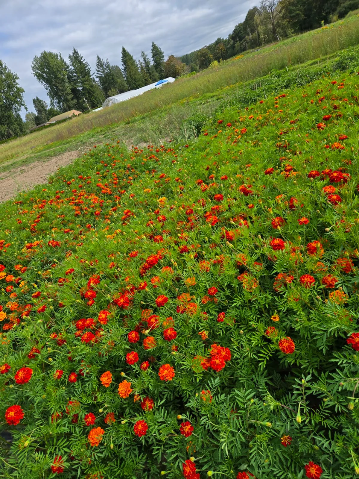 Orange marigolds growing across a sloping field with trees in the distance.