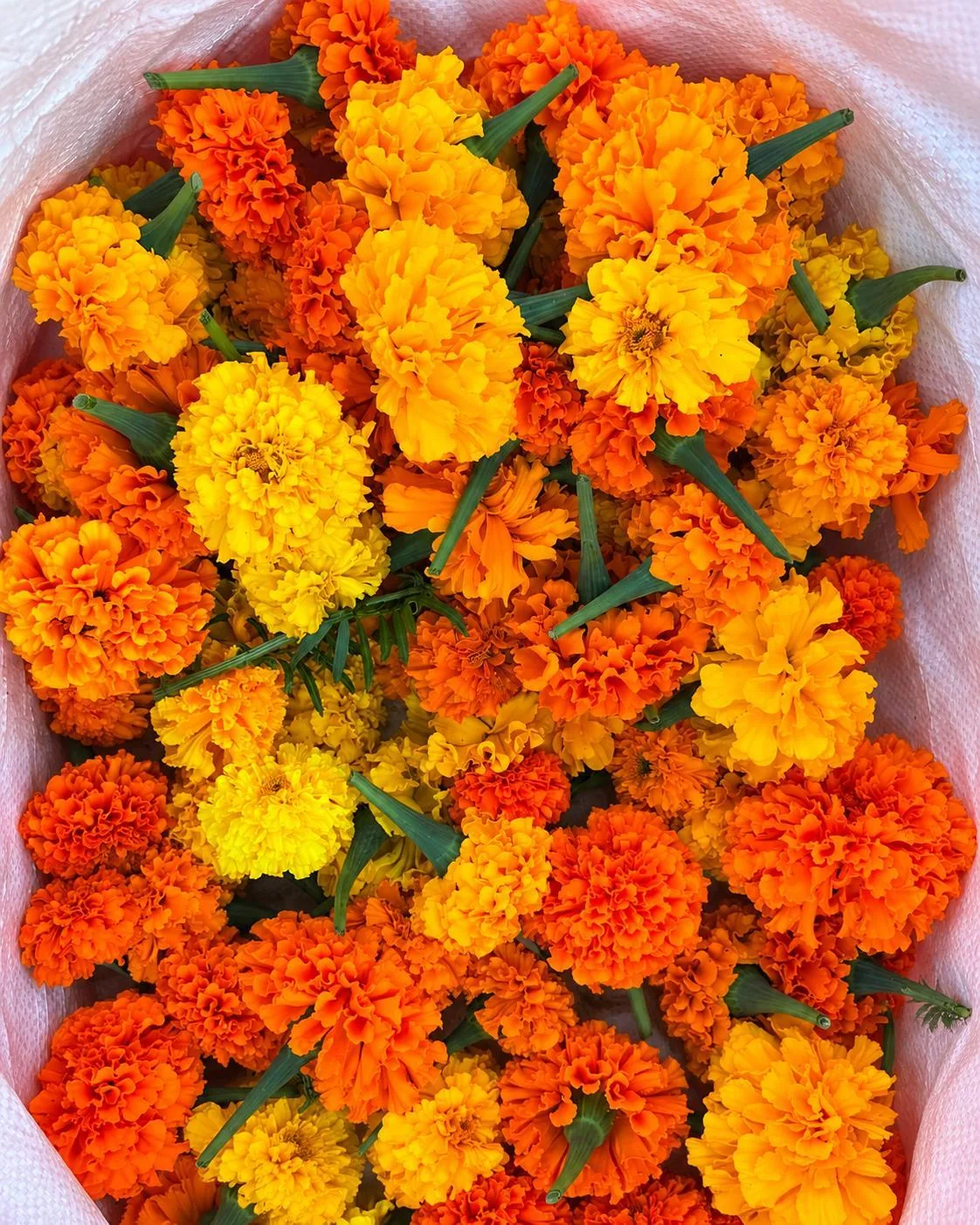 A collection of orange and yellow marigold flowers.