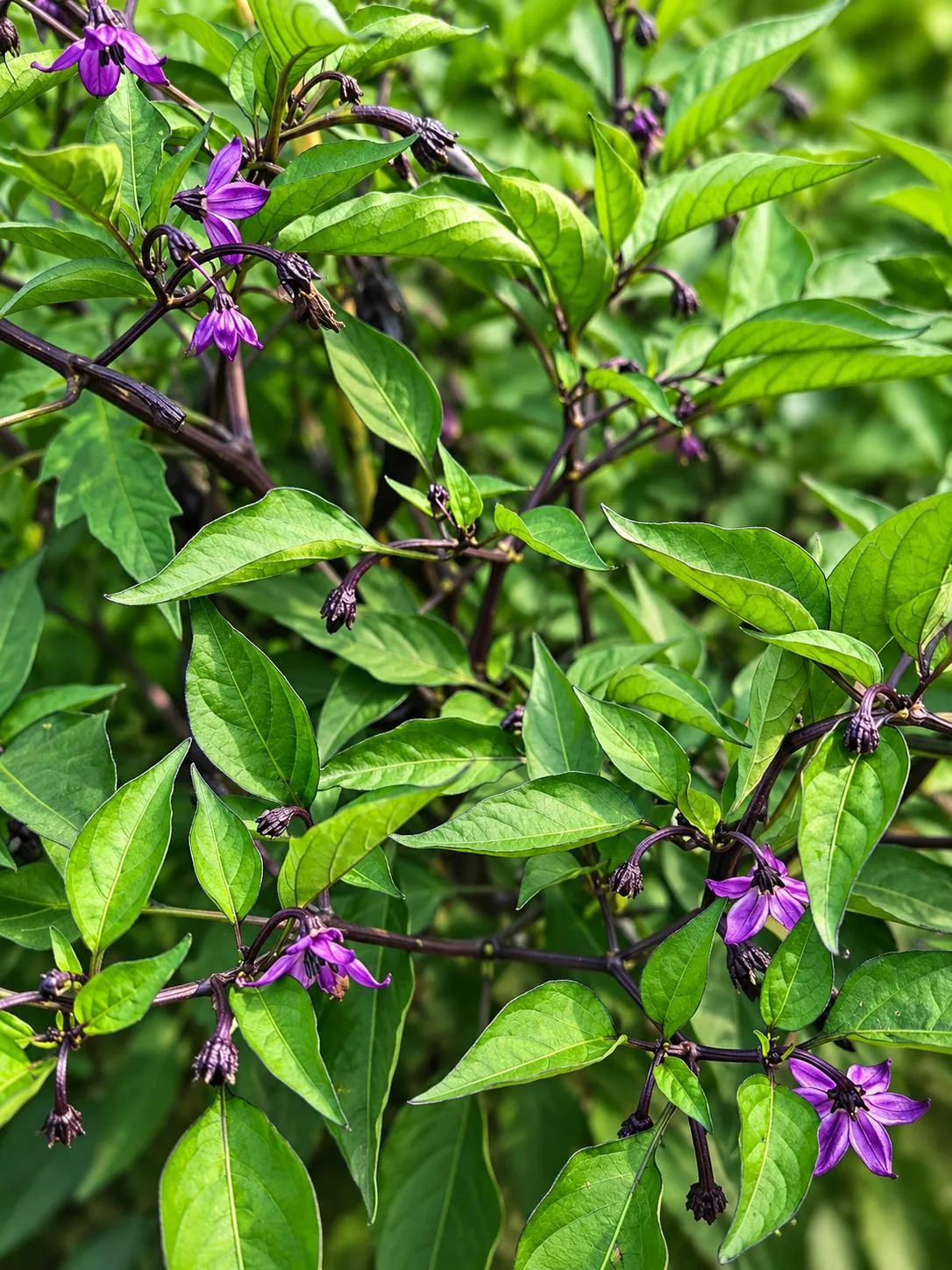 Purple pepper flowers among green leaves.